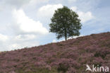 Heather