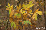 Tamme kastanje (Castanea sativa)