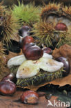 Sweet Chestnut (Castanea sativa)