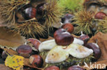 Sweet Chestnut (Castanea sativa)