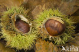 Sweet Chestnut (Castanea sativa)