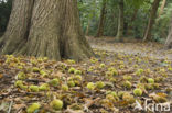 Tamme kastanje (Castanea sativa)