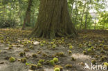 Sweet Chestnut (Castanea sativa)