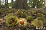 Sweet Chestnut (Castanea sativa)
