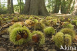 Tamme kastanje (Castanea sativa)