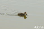 Common Redshank (Tringa totanus)