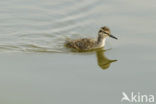 Common Redshank (Tringa totanus)