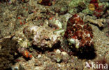 False stonefish (Scorpaenopsis diabolus)