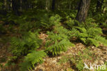 Fern