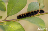 Fox Moth (Macrothylacia rubi)