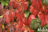 Vijfbladige wingerd (Parthenocissus quinquefolia)