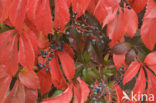 Virginia Creeper (Parthenocissus quinquefolia)