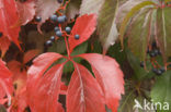 Vijfbladige wingerd (Parthenocissus quinquefolia)