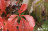 Virginia Creeper (Parthenocissus quinquefolia)