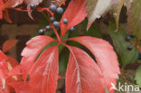 Vijfbladige wingerd (Parthenocissus quinquefolia)