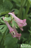 Bulbous Corydalis (Corydalis solida)