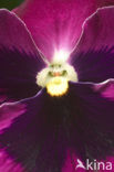 Violet (Viola spec.)