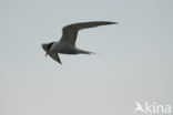 Common Tern (Sterna hirundo)