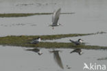 Common Tern (Sterna hirundo)