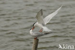 Common Tern (Sterna hirundo)