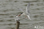 Common Tern (Sterna hirundo)