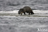 European Otter (Lutra lutra) 