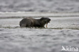 European Otter (Lutra lutra) 
