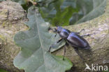 Vliegend hert (Lucanus cervus)