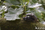 Stag Beetle (Lucanus cervus)