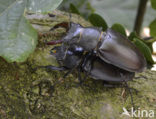 Stag Beetle (Lucanus cervus)