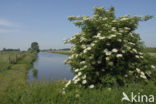 Elder (Sambucus )