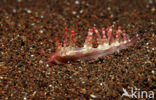 vermillion Japanese aeolis (Aeolidiella indica)