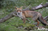 Vos (Vulpes vulpes)
