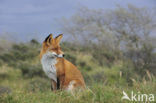 Fox (Vulpes vulpes)