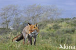 Fox (Vulpes vulpes)