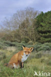 Fox (Vulpes vulpes)