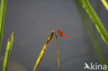 Vuurlibel (Crocothemis erythraea)