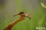 Vuurlibel (Crocothemis erythraea)