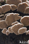 Waaiertje (Schizophyllum commune) 