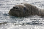 Walrus (Odobenus rosmarus)