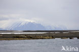 Walrus (Odobenus rosmarus)