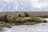 Walrus (Odobenus rosmarus)