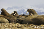 Walrus (Odobenus rosmarus)