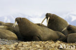 Walrus (Odobenus rosmarus)