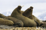 Walrus (Odobenus rosmarus)