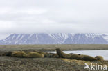 Walrus (Odobenus rosmarus)