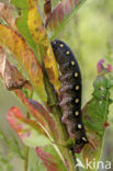 Bedstraw Hawk-moth (Hyles gallii)