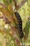 Bedstraw Hawk-moth (Hyles gallii)