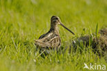 Common Snipe (Gallinago gallinago)