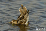 Common Snipe (Gallinago gallinago)